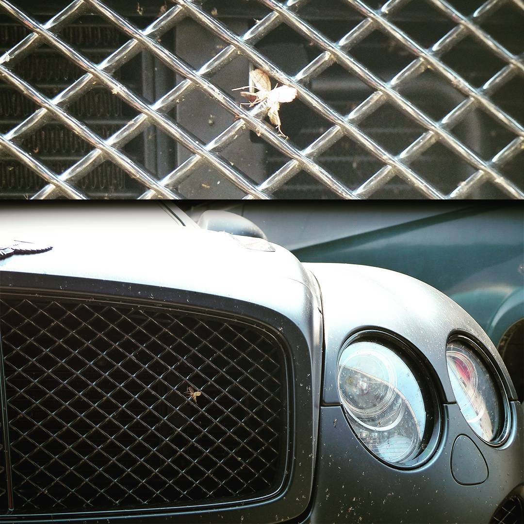 Motte gegen Bentley Continental GT – harte Zeiten bei uns in der Werkstatt